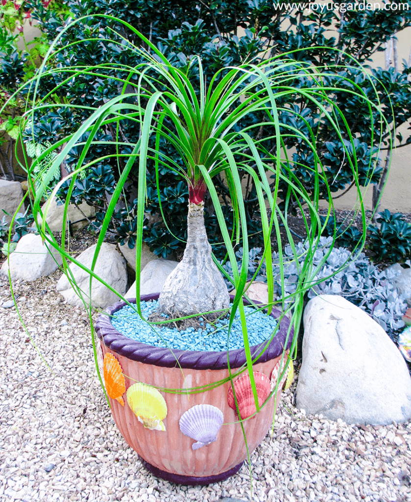 a ponytail palm grows in a terra cotta pot adorned with shells in a front yard