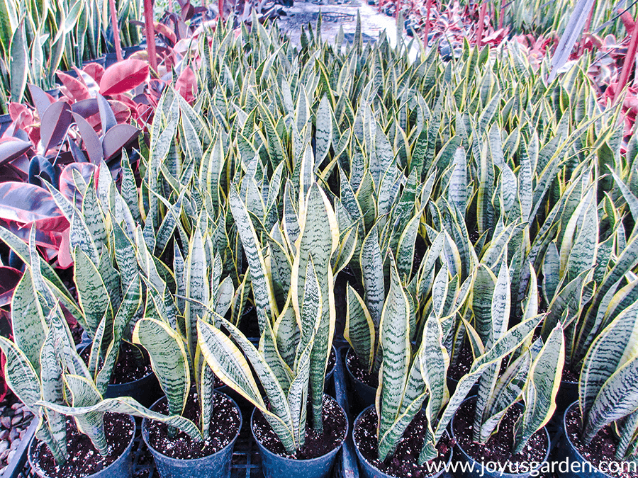 looking down at many snake plants in a greenhouse