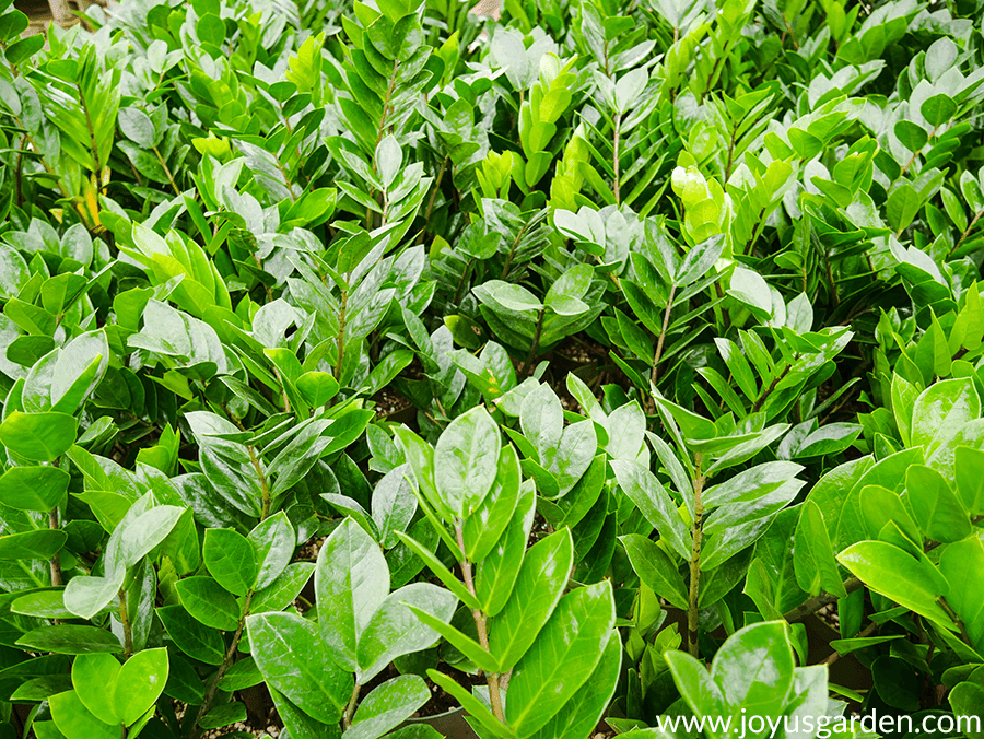 close up of many glossy green ZZ Plants