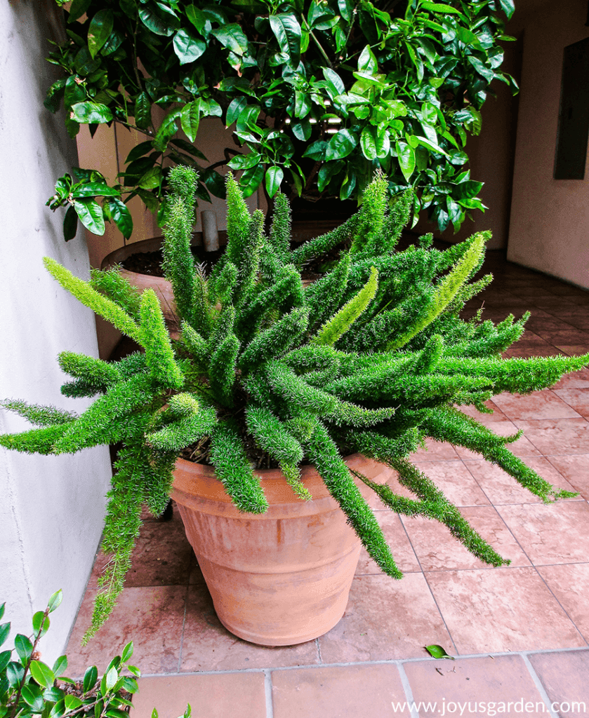 Beautiful green plant in a pot on the patio