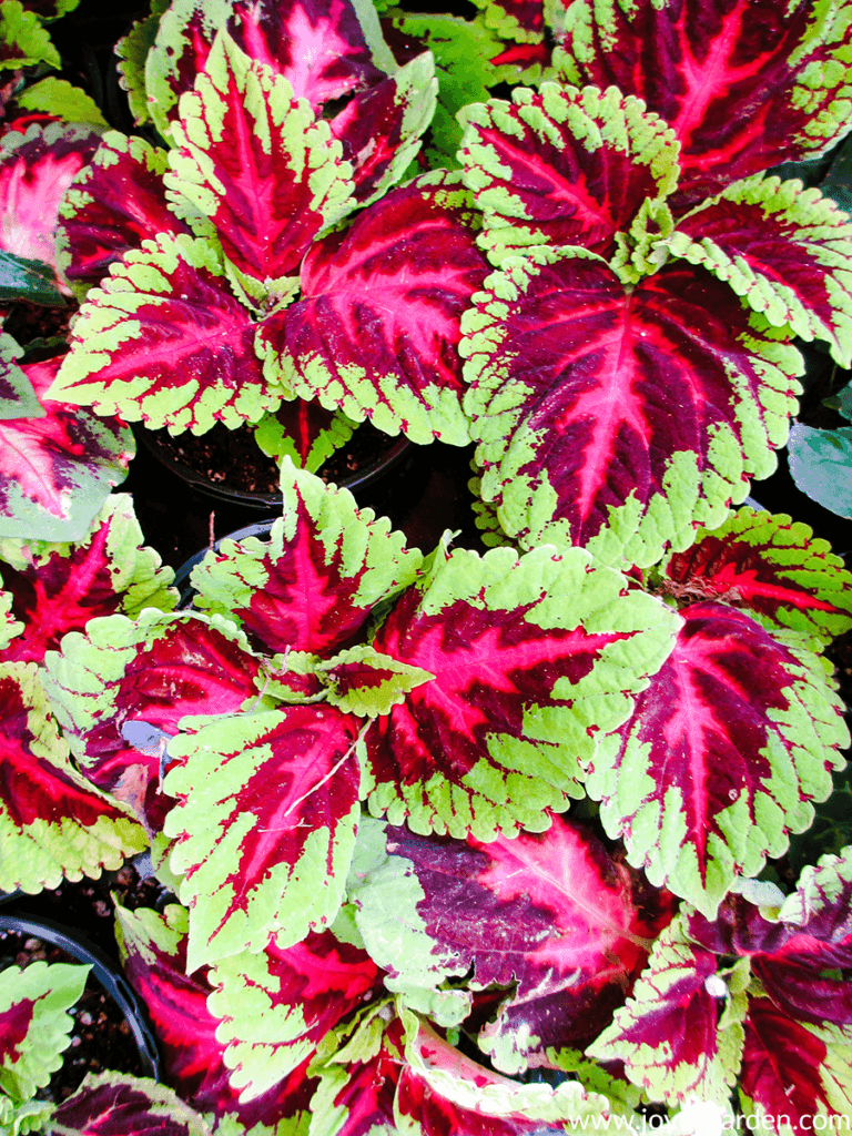 Detail of colorful coleus plants with light green & brilliant red foliage