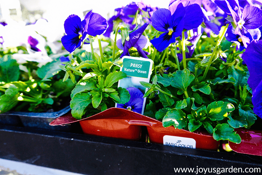 Close up purple pansy