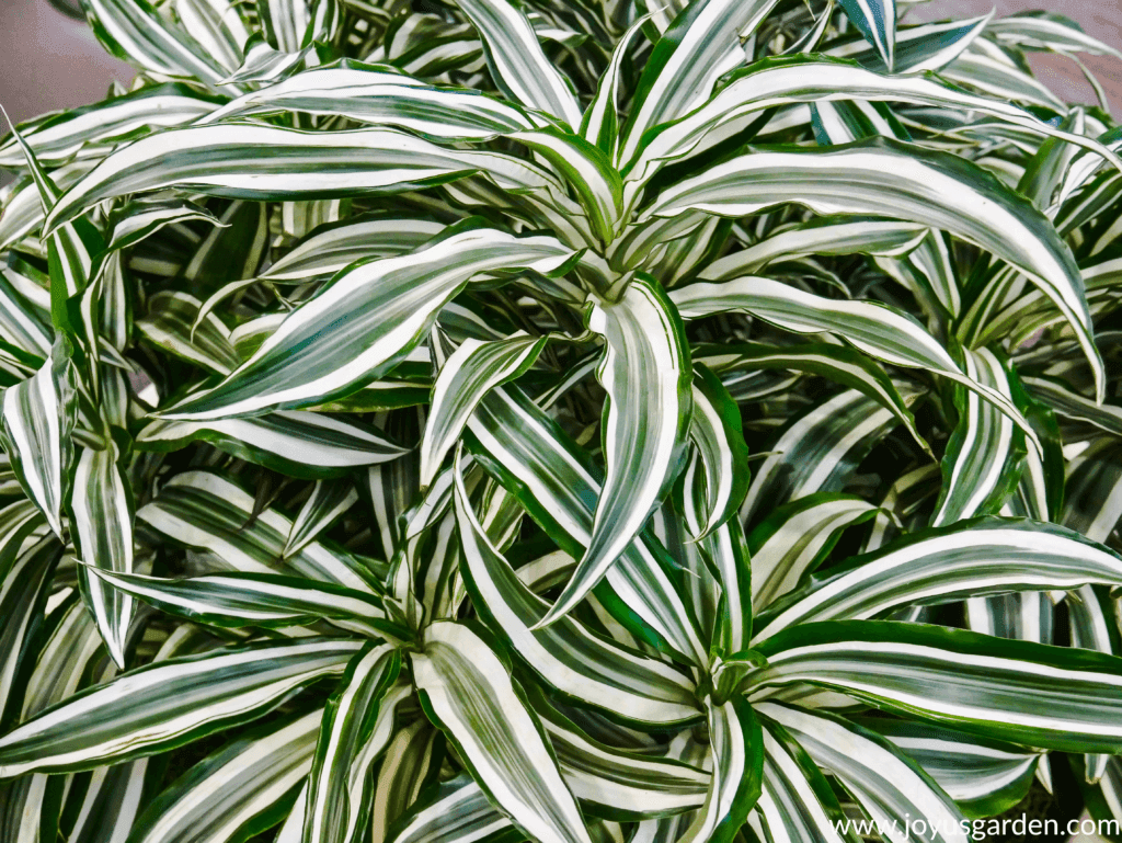 Dracaena Green Stripes