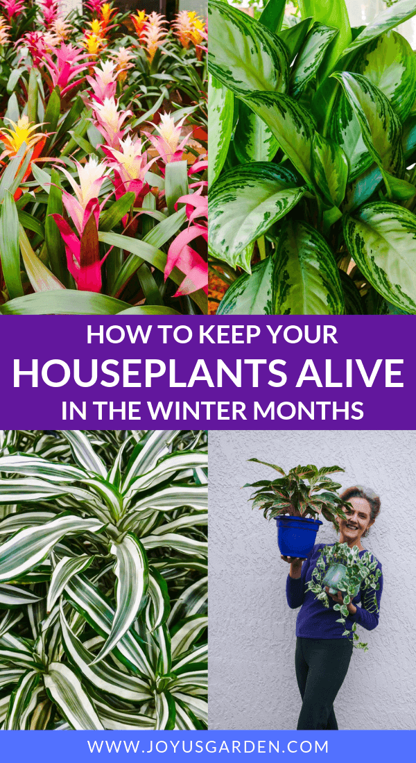 Indoor Plants In Winter Keeping Your Indoor Plants Alive