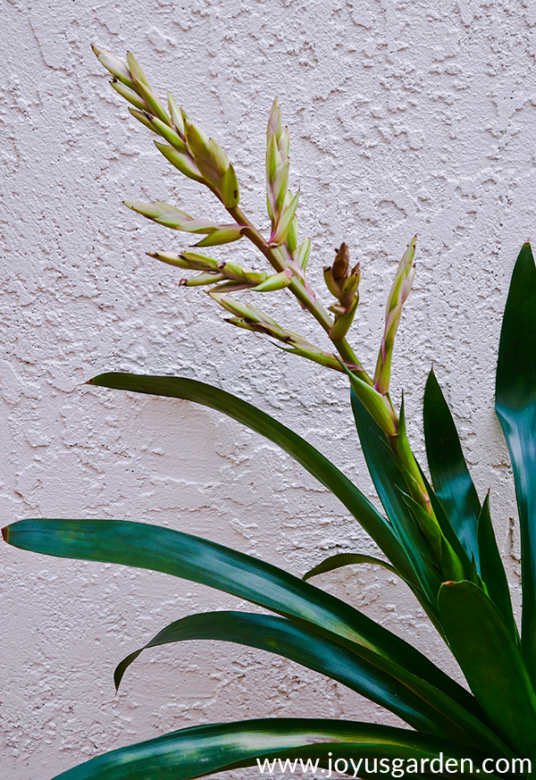 Bromeliad Flowers Losing Color: When & How To Prune Them Off