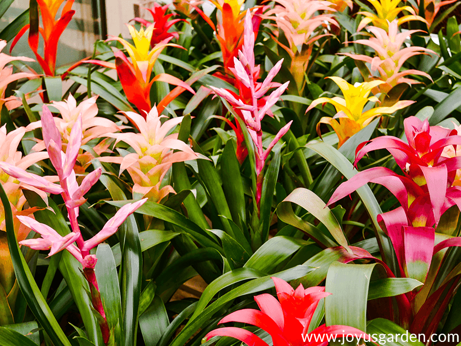 close up of colorful guzmania bromeliad flowers