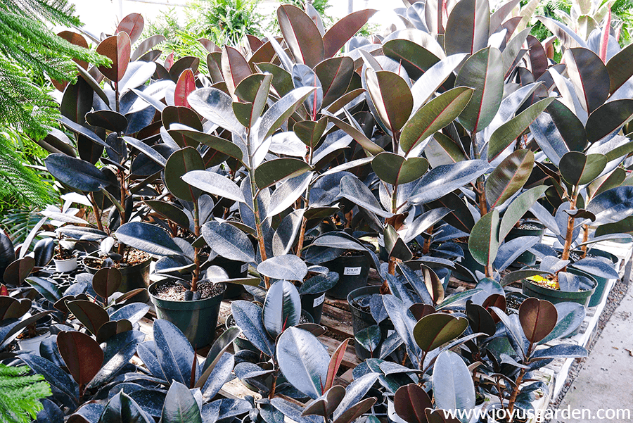 rows of ficus elastica burgundys in a grower's greenhouse