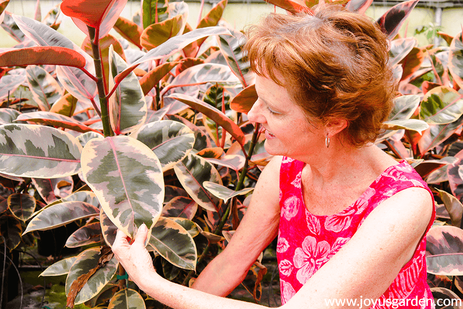 Nell admires a Ficus elastica Ruby, which is included in a list of easy care floor plants.