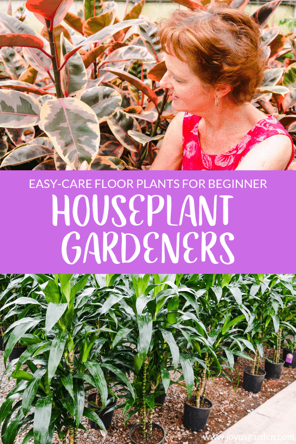 7 Easy Care Floor Plants For Beginning Houseplant Gardeners