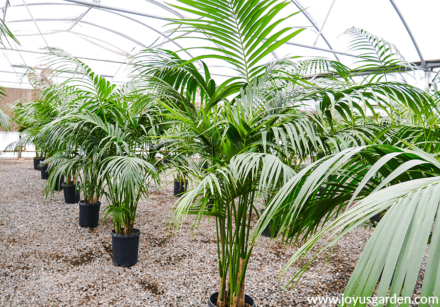 rows of 5-6' kentia palms in a grower's greenhouse