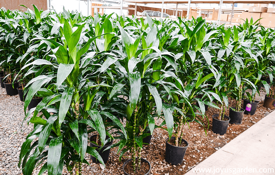 rows of 5-6' dark glossy green dracaena lisas in a grower's greenhouse