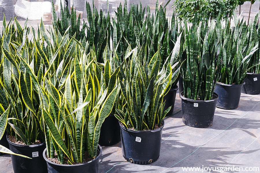 rows of large snake plants in black grow pots at a grower's greenhouses