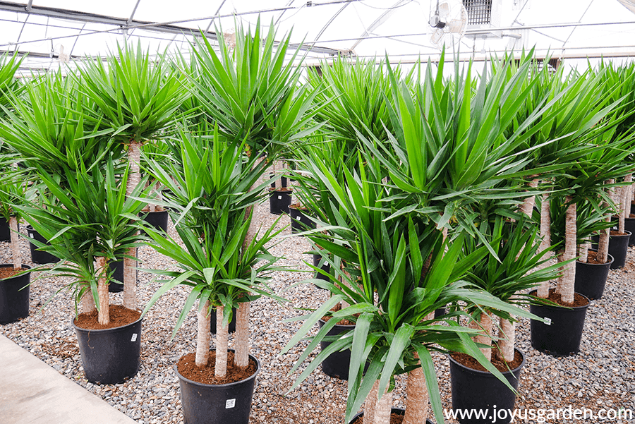 rows of 6' yucca elephantipes in multi cane form in a grower's greenhouse