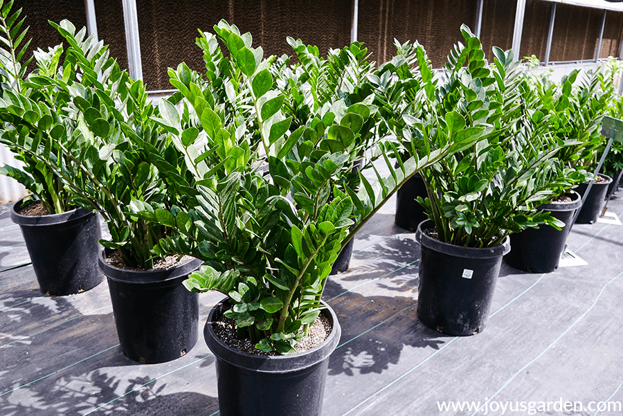 rows of large zz plants in tall grow pots at a grower's greenhouse