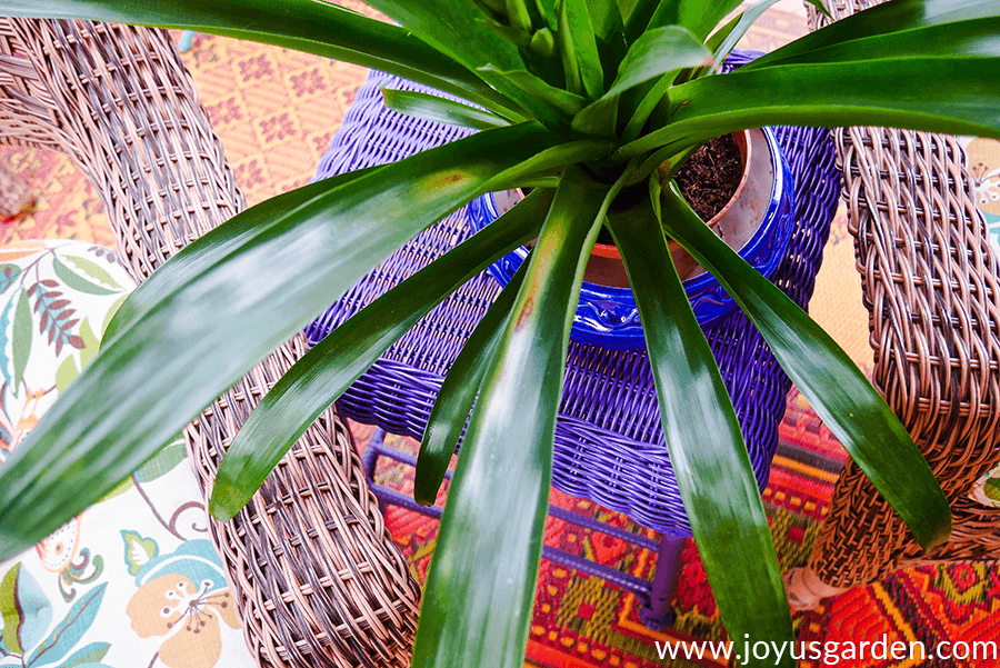 close up of brown spots on guzmania bromeliad leaves