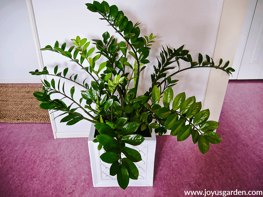 a large glossy green zz plant in a white square pot sits on a pink floor