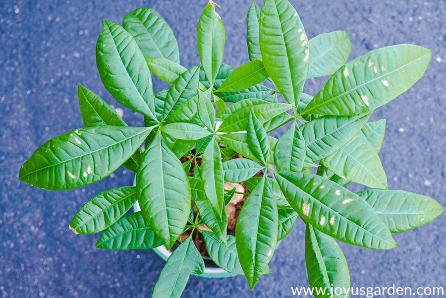 looking down on the crown of a money tree