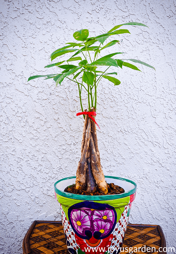 repotting money tree in winter