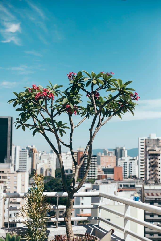 a large plumeria & succulents grow on a balcony garden