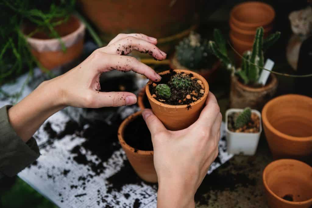 a pair of hands is repotting cacti with many other small plants on pots on the table