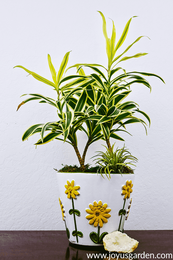 Draecaena Reflexa Song Of India Care And Growing Tips