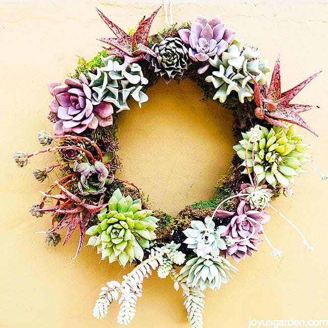 close up of a living succulent wreath with a variety of pink, mauve & green succulents