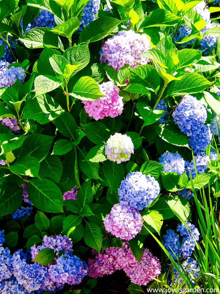 close up of a hydrangea bush covered in pink & blue flowers