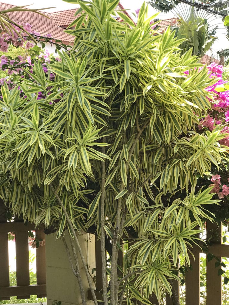 close up of a tall dracaena song of india with deep rose bougainvillea in the background
