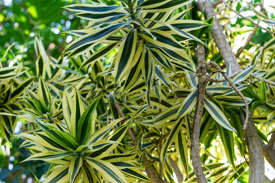 close up of a large dracaena song of india