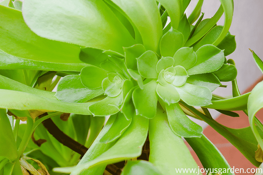 close up of an aeonium arborium with baby rosettes growing off the mother rosette