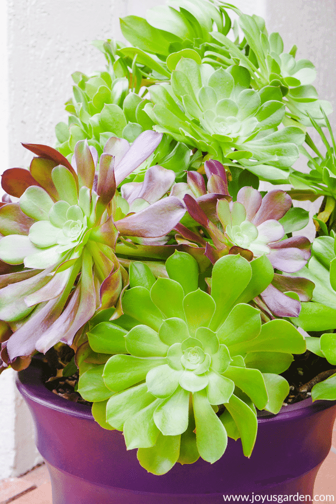 close up of aeonium arboreums which are green and green tinged with burgundy