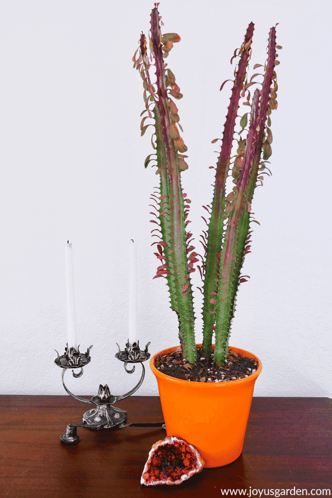 a euphorbia trigona rubra in an orange pot with a geode at the base sits on a table next to a candelabra