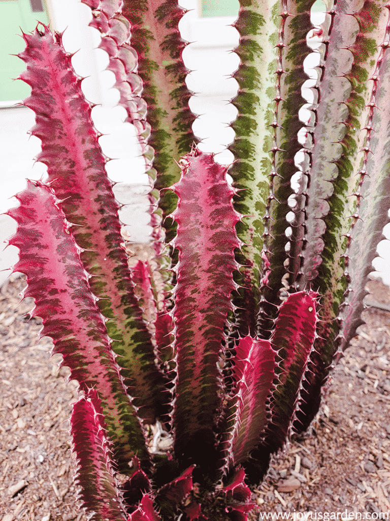 close up of the red & green coloration of an euphorbia trigona rubra