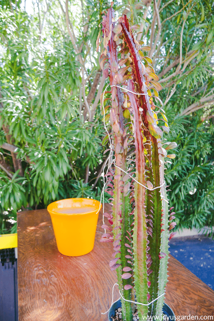 the stems of a euphorbia trigona rubra are tied together in 3 places on a work table with a bright yellow pot in the background