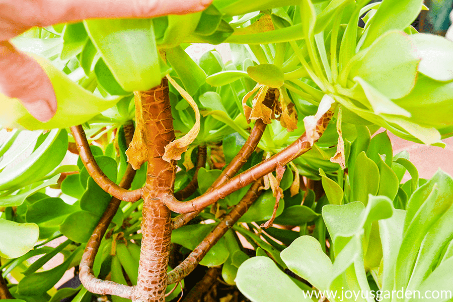 looking into aeonium arboreums which are loosing their lower leaves