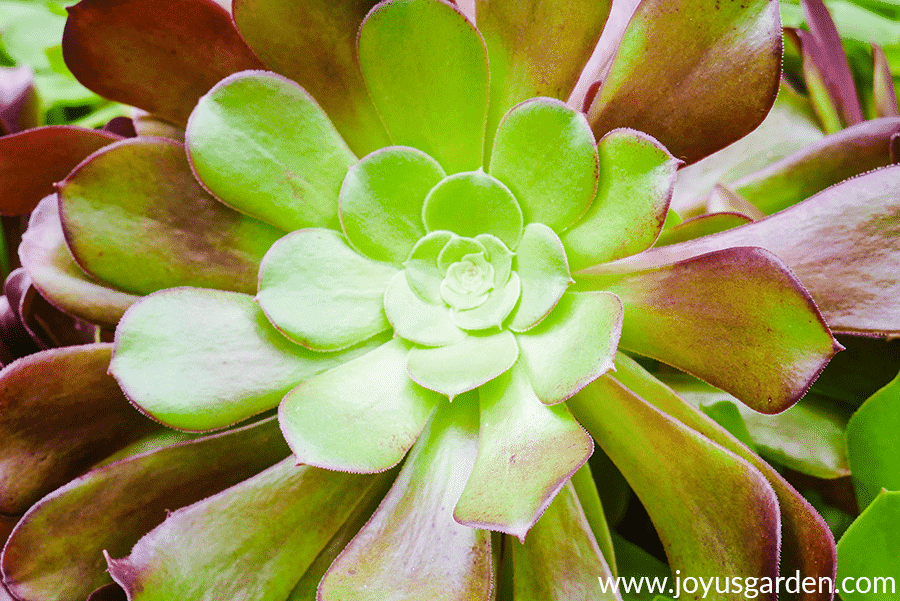 close up of the rosette head of an aeonium arboreum purpureum 