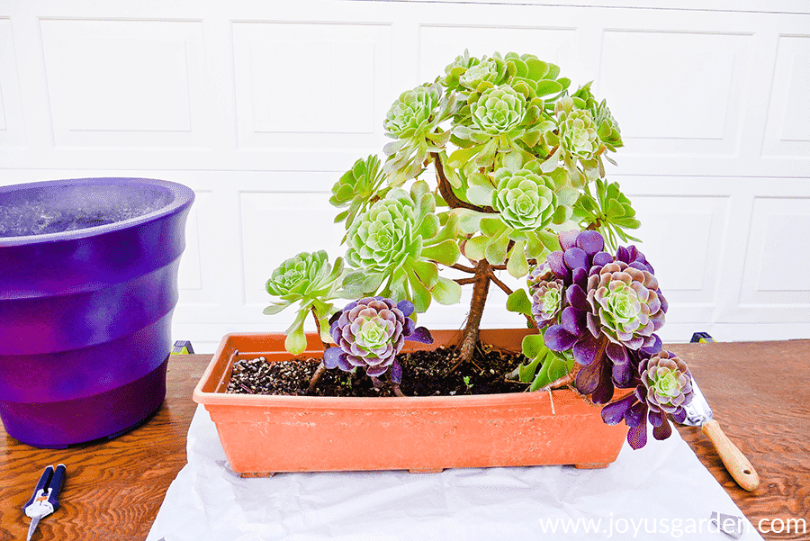 aeonium arboreum cuttings in a low plastic terra cotta planter next to a large purple pot