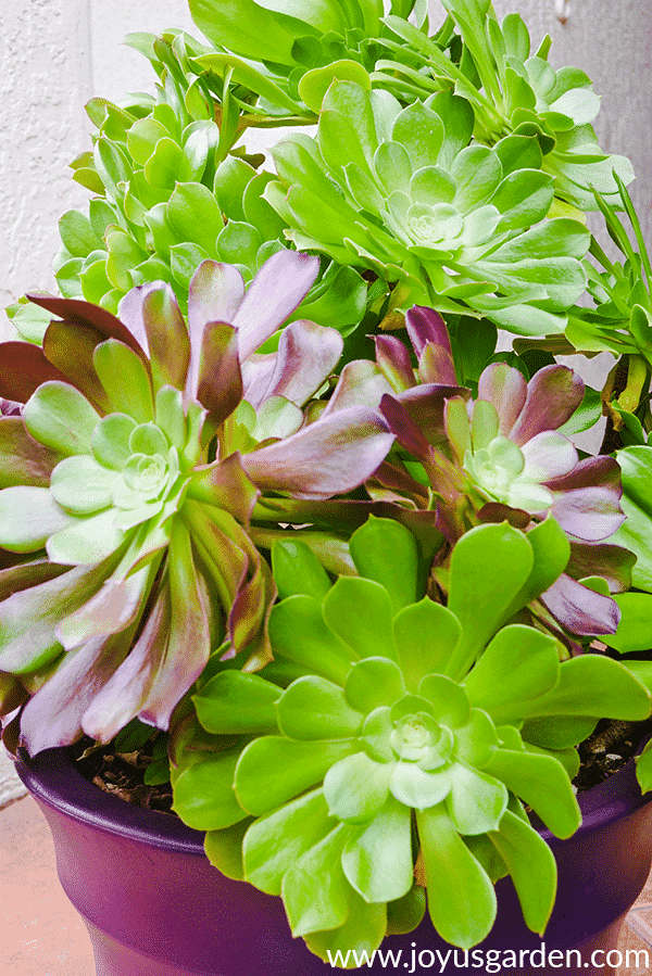 Aeonium Arboreum Care Made Simple