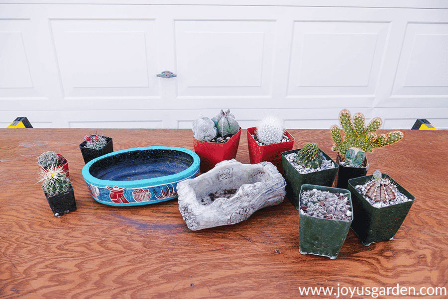 small cacti in pots & 2 low decorative containers sit on a work table