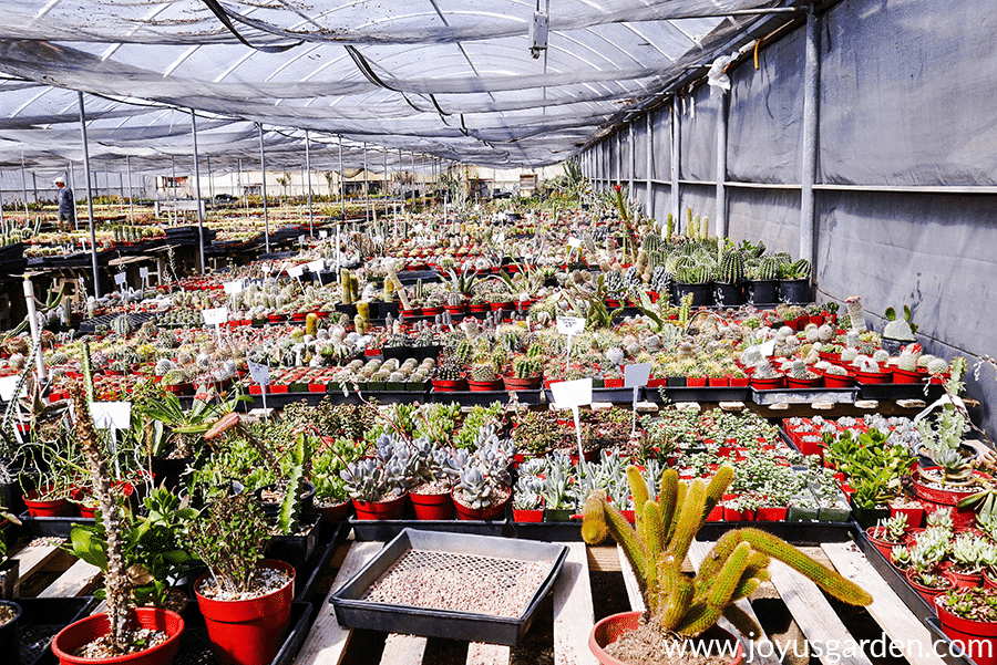 looking into a cactus growers greenhouse with many small cacti in pots