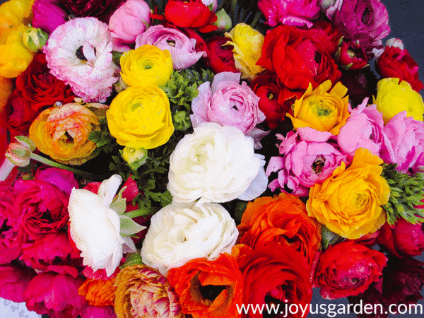 close up of ranunculus flowers in red, white, yellow & orange