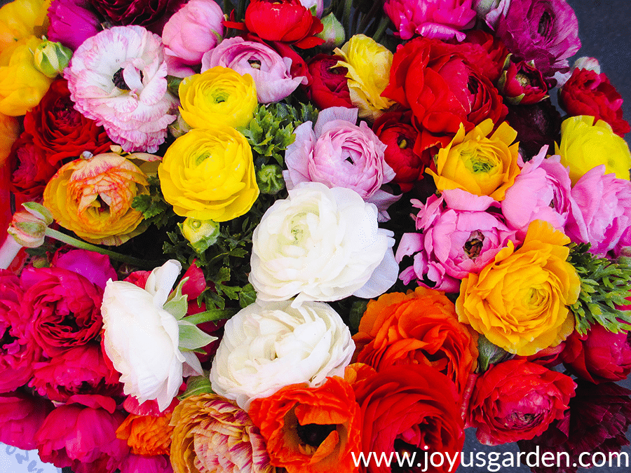 close up of ranunculus flowers in red, white, yellow & orange