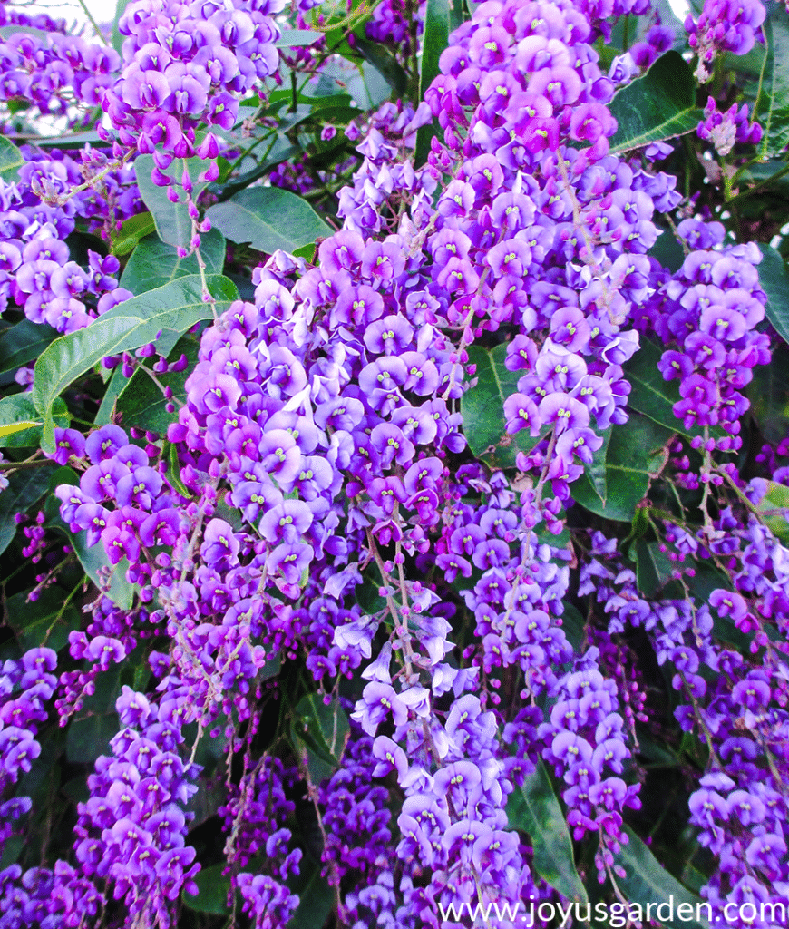 close up of the violet/purple flowers of the hardenbergia or happy wanderer vine