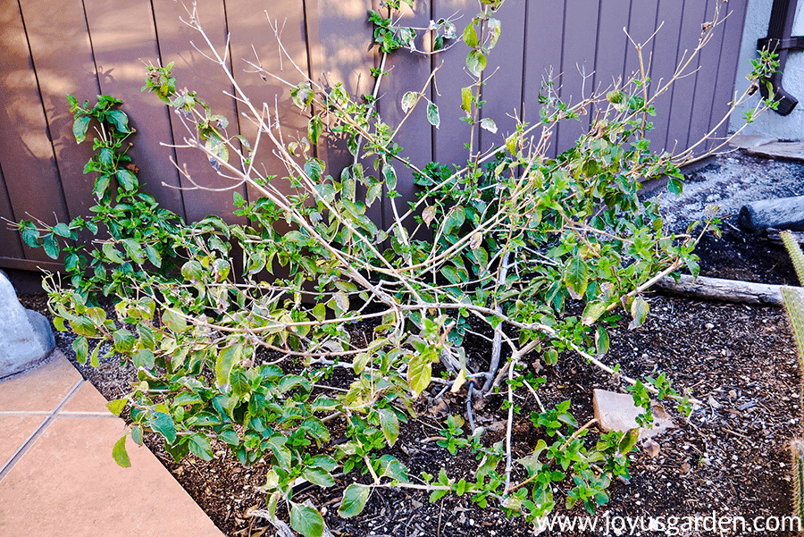 a lantana dallas red in late winter/early spring before pruning