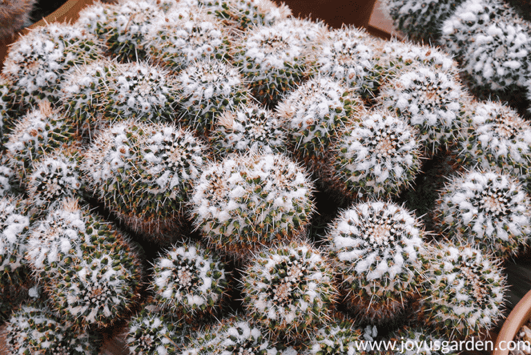 How to Make an Indoor Cactus Garden - Joy Us Garden