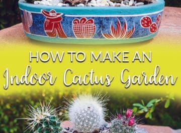 Cacti are all the rage. They're interesting & require very little care. Here are the materials needed & the steps to take to making an indoor cactus garden.