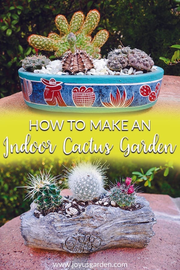 How to Make an Indoor Cactus Garden Joy Us Garden