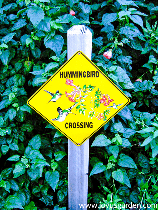 a bright yellow sign which reads "Hummingbird Crossing" in front of a green hedge