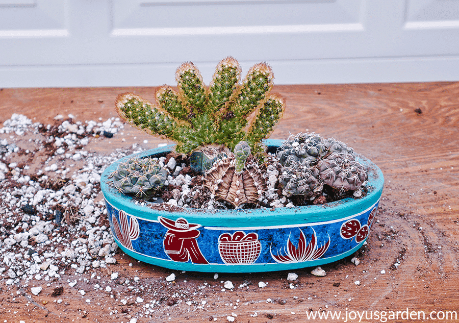 close up of a small cactus garden in a decorative turquoise ceramic bowl with a design