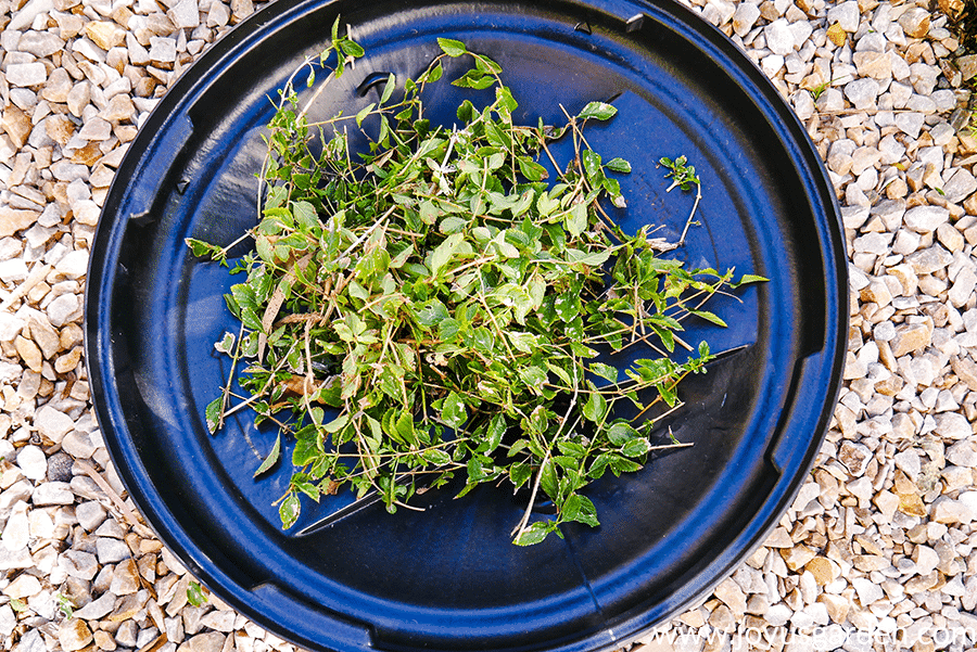 looking down on a garbage lid with clippings from lantana 
